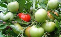 Почему долго не краснеют помидоры в теплице